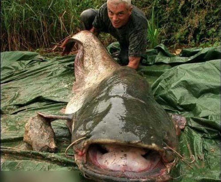 【亚马孙热带雨林】亚马逊雨林有多阴森恐怖？表面是人间天堂，实则是魔鬼禁区
