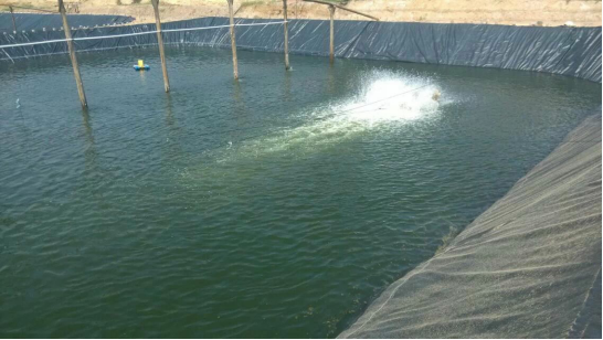 青苔|鱼为何“饿”不死？看完你就顿悟了！