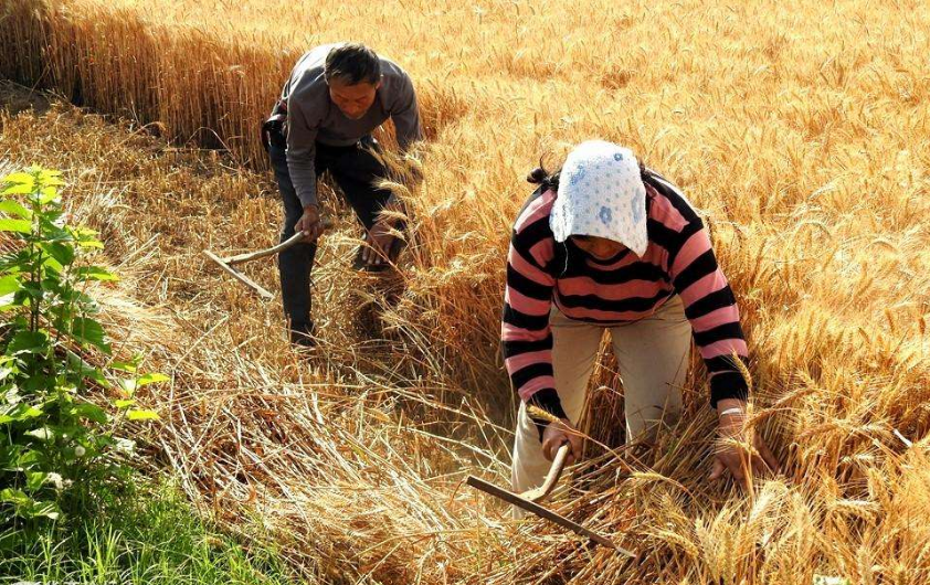 #环保#专家说用联合收割机收小麦污染环境，农民该怎么办？