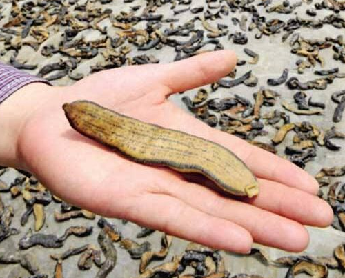 「」蚂蟥是一种让人又爱又恨的生物，而且这种蚂蟥如果被误食，在人体内都能繁殖！