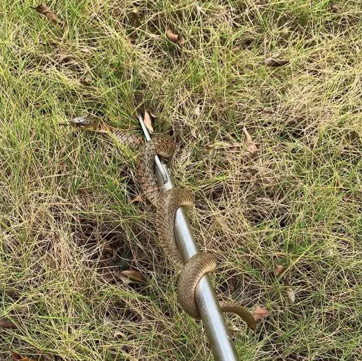 |钓鱼差点被咬,频繁遇蛇怎么办?