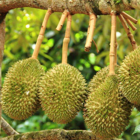 [榴莲]聪明人买榴莲时，只会说“3个字”，老板一听就是行家，不敢欺瞒