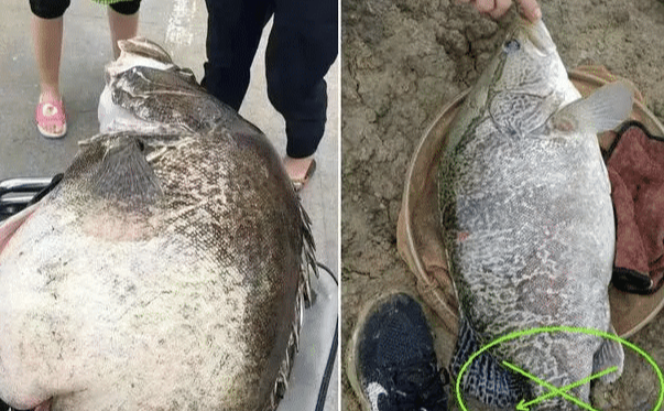 江苏省|千岛湖捕到“鳜鱼王”，人们却为何不敢食用，钓友：怕它变异了