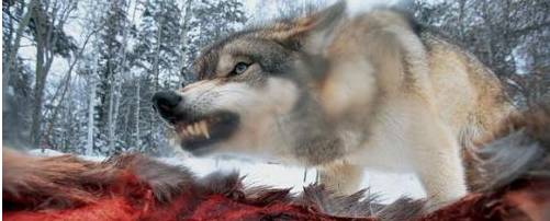 『』为何说在野外遇到狼时带袋盐就可以救自己？说出来以后你可能还不信。