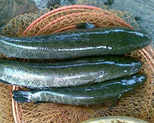 『食人鱼』大自然中，如果黑鱼与食人鱼单挑的话，黑鱼必胜，原因很简单！