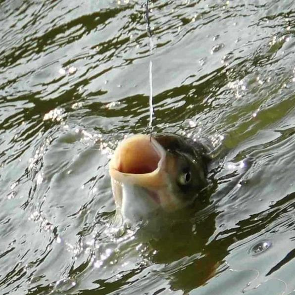 鲫鱼|秋季浅水小漂钓大鲫,看完你就秒懂了!——盛世三渔