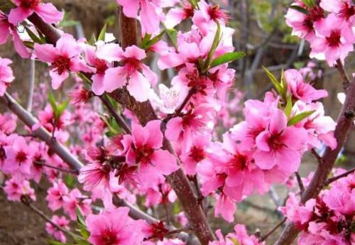 ▲莫负三春桃花雨，谁人桃下种相思；桃花诗十四首，好留香梦一行诗