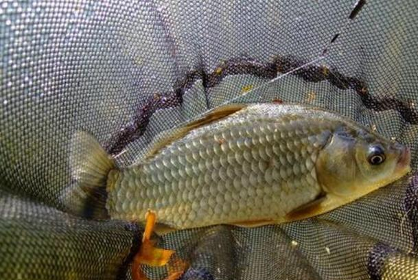 |秋末初冬钓鲫鱼，牢记这8点，钓上来的大板鲫又大又肥！