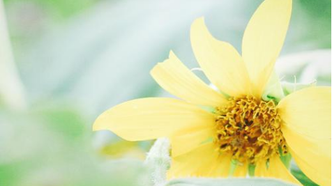 「生肖」人懒却好命，婚后无需操心，只需要负责貌美如花的四大生肖女