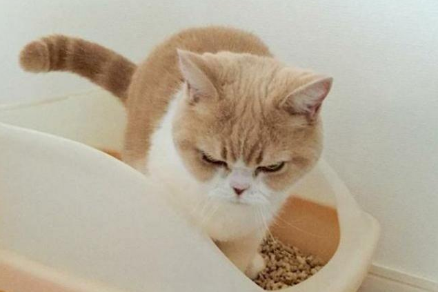 猫膀胱结石？多喝水能预防吗