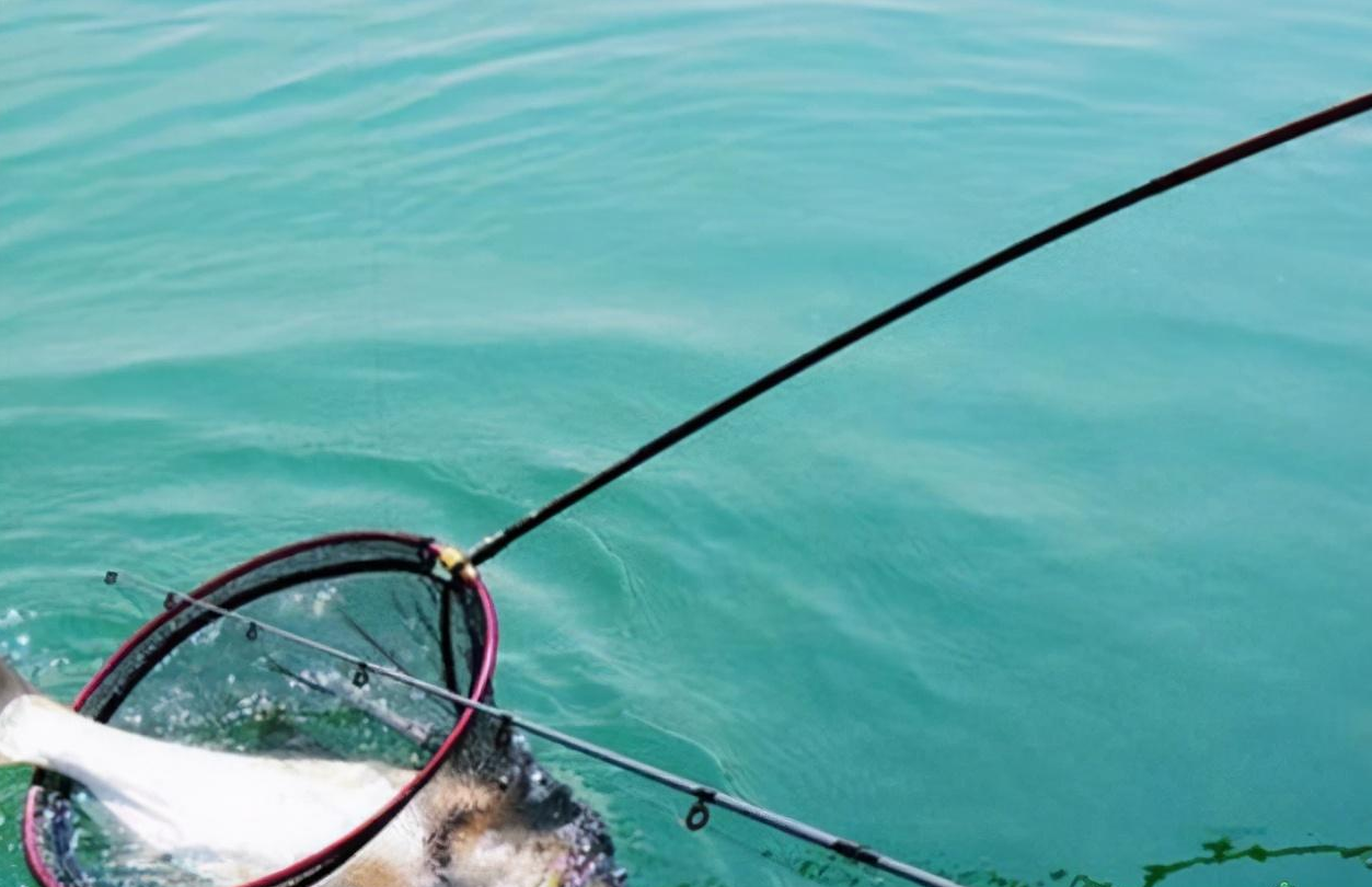 鲢鳙|秋钓鲢鳙全攻略，错过此季要等一年，大胖头真的信手拈来