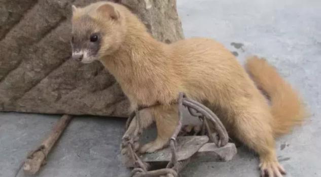 黄鼠狼|人类为什么不能杀黄鼠狼？不是迷信，原来真有其事！