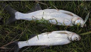 饵料@翘嘴钓得好不好有技巧, 你的渔具和饵料选对了吗?