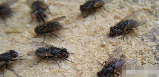 蚊子|为什么苍蝇不停地“搓手脚”？难道它们是因为冷吗？多年疑惑解开