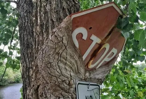 |10张图片告诉你：若人类某天消失不见，地球将会变成什么样子！