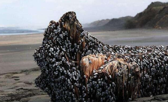海洋生物|为何很多海洋生物最讨厌的生物是鹅颈藤壶？