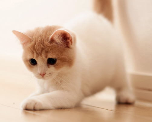 那么今天我们来盘点一下一些猫咪令害怕的事情，主要分为三种情况！