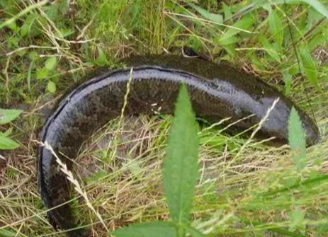 『钱塘江』解析黑鱼的习性与钓点、钓法,看完你就知如何钓黑鱼——盛世三渔