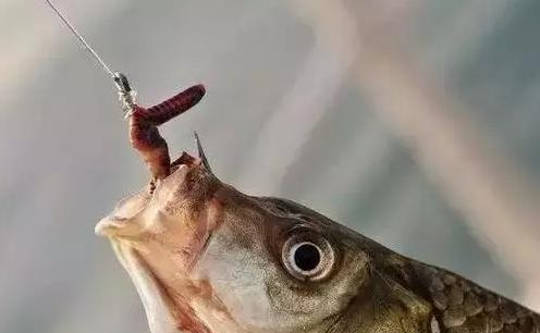 饵料|老钓手教你选择蚯蚓饵应随机应变——盛世三渔