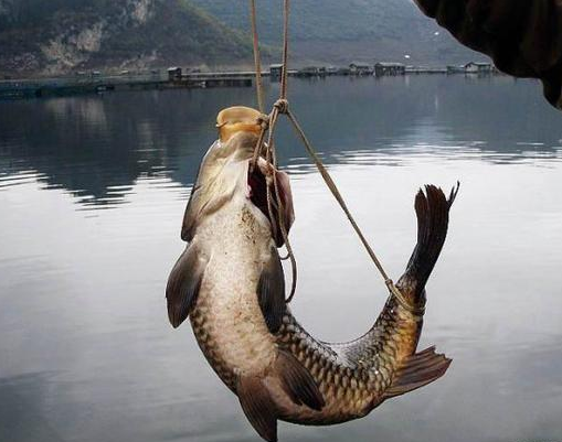 鱼离开水，是缺水被干死的？还是缺氧憋死的？看似简单的问题，答案却很不简单！