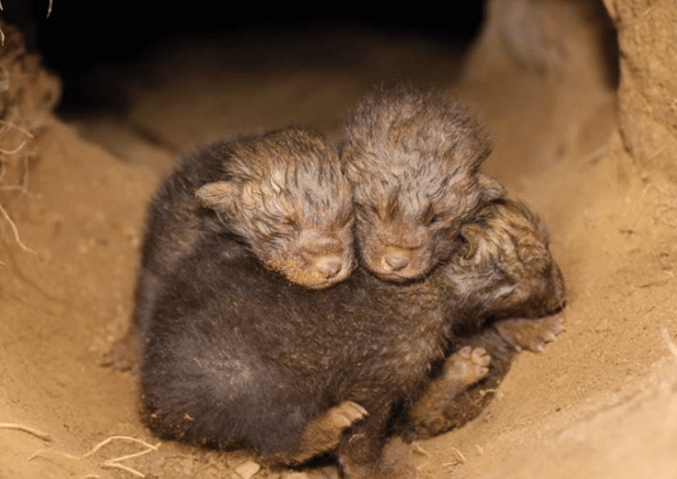 狐狸|为什么狐狸经常在坟墓里做洞穴？并非封建迷信，是有科学依据的