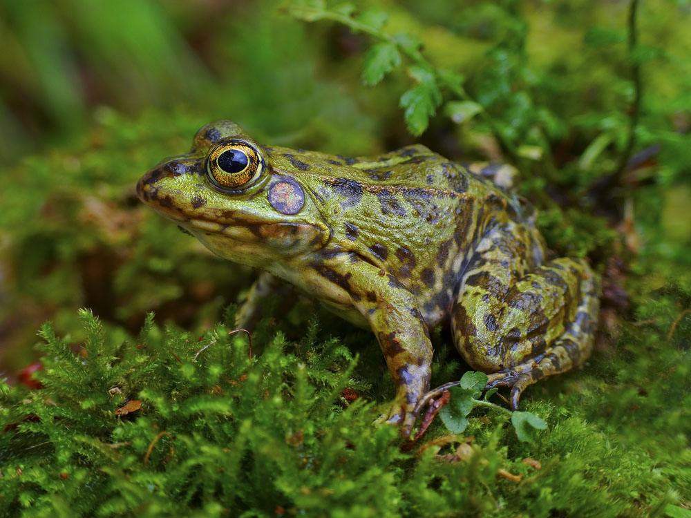 ##假如我们把全世界的蚊子都消灭了