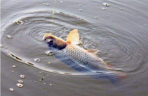 饵料|铅坠并不是越大越好，重铅坠有哪些优缺点？听钓鱼人帮你总结