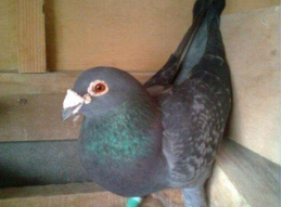 超过8岁以后的鸽子不能配对，退一步说能配对但是，基本上没有生育能力。