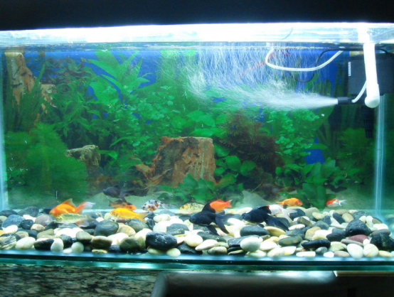 初次养鱼的时候，这些方法应该学会，让自己做到巧妙应对