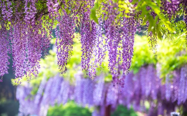 生肖■5月16日，出门遇贵人，喜事连连，横财连发，一顺百顺的3生肖