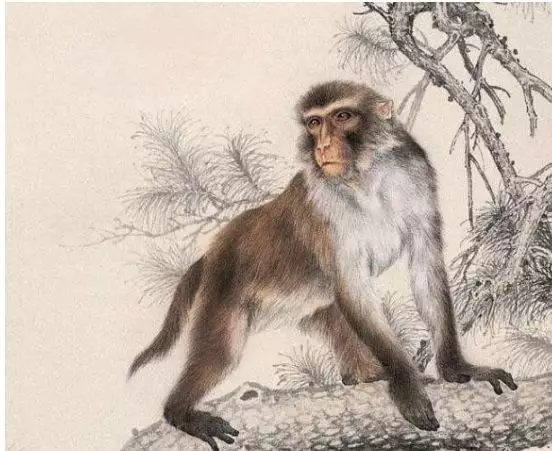 『生肖』生肖猴：双喜盈门！青云直上！