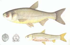 外星人|外星人可能存在？在地球发现，首个不呼吸氧气的生物，酷似外星人