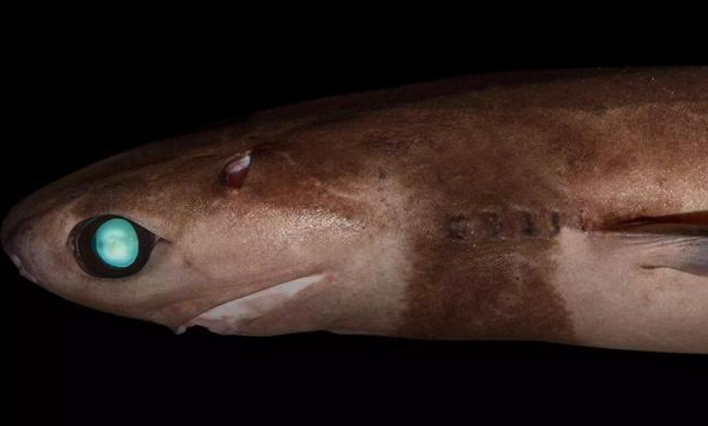 「潜艇」敢和美国叫板的深海平头哥，专挑潜艇下手，美国头疼不已