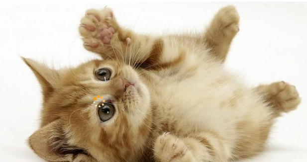 「」猫的反应速度是不是世界上所有动物里最快的呢？