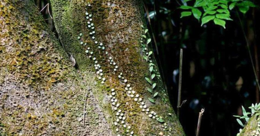 『』树上的这“寄生虫”，曾烧不完砍不掉，现却成稀罕物，有钱买不到