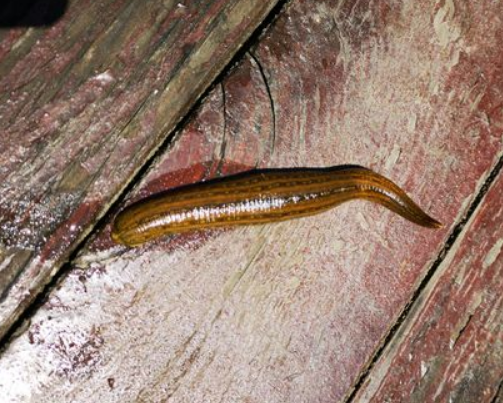 「」蚂蟥是一种让人又爱又恨的生物，而且这种蚂蟥如果被误食，在人体内都能繁殖！