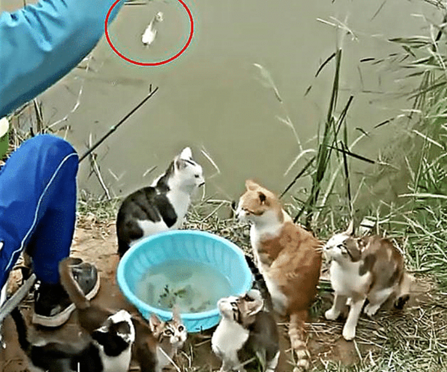 慈溪|钓鱼时引来一群猫咪围观,男子满脸愁容:给的压力太大了吧