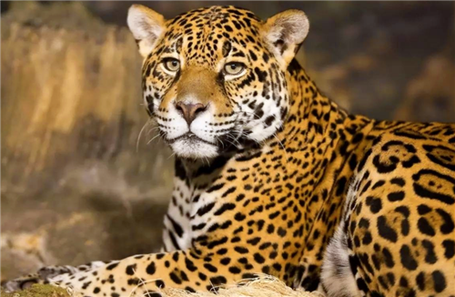 老虎▲为何肉食动物不敢惹熊猫？专家：看熊猫800万年前叫啥，就明白了