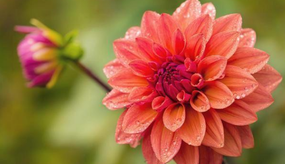 【天蝎座】心眼极多，最为狡猾的3星座，智商高人一等，城府深不可测