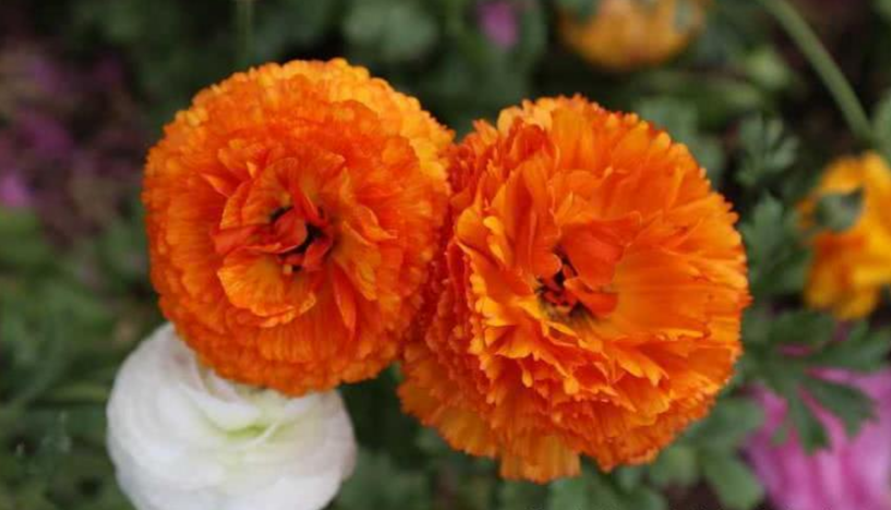 生肖▲6月开始贵人眷顾，横财滚滚，收入翻倍增长的生肖