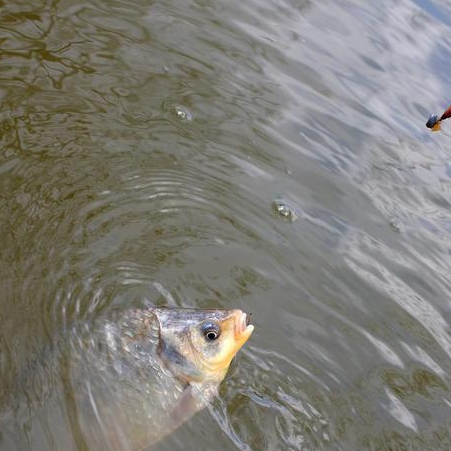 饵料|黑坑钓鱼攻略之钓位、鱼饵的选择——盛世三渔