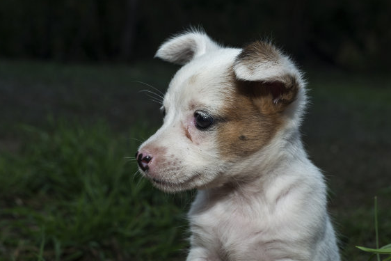 腹泻和胃部不适是犬的常见问题。
