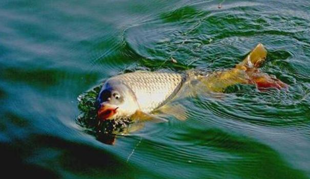 触电|秋季钓鱼天气、风、温度变化会对垂钓带来哪些影响? ——盛世三渔
