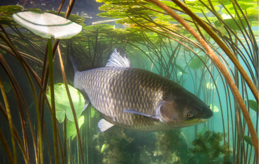 |不会根据水情做鱼情分析的钓鱼人，就算爆护那也只是运气好而已！