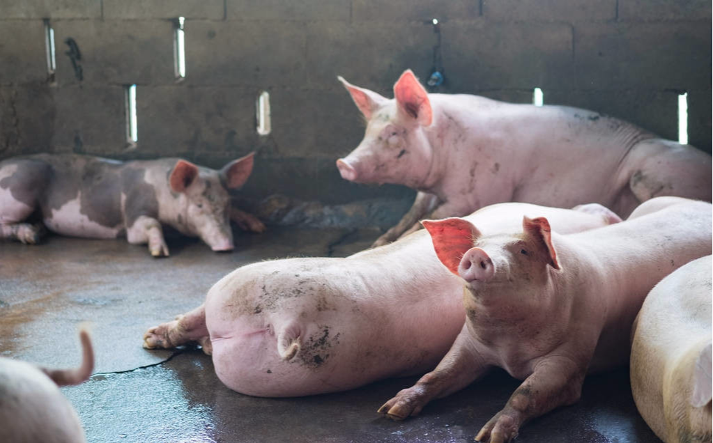 生猪价格■4月30日猪价：下跌无休止，五一猪价要凉？看看卖肉贩子怎么说