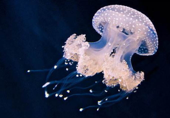 科学家：疯狂科学家为实现永生，将350万年前细菌注入体内，如今还活着吗？