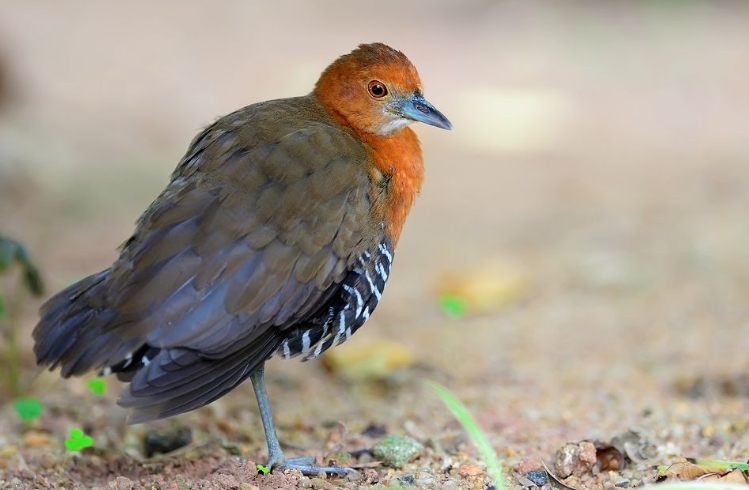 「科学家」在地球上消失13万年，为何又奇迹般“复活”？科学家也懵了