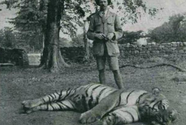 『老虎』食人虎，流窜2国吃掉436人，猎人将其击杀后才发现吃人的原因