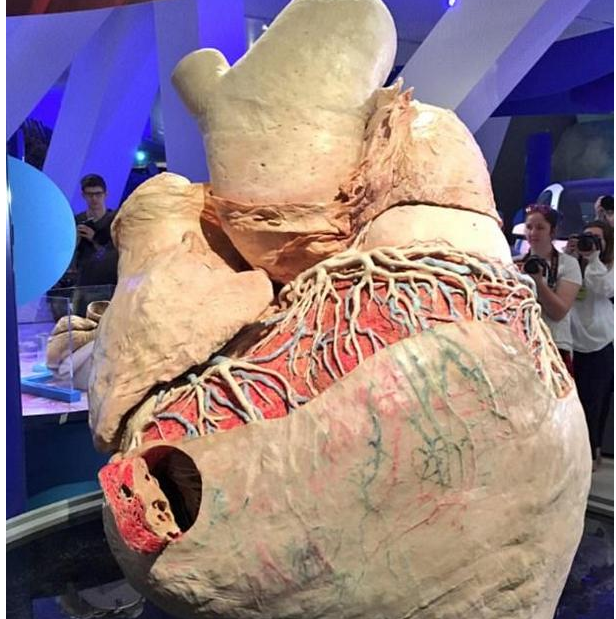 哺乳动物|世界上哪种动物的心脏最强壮?