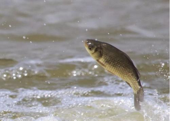 青苔|鱼为何“饿”不死？看完你就顿悟了！